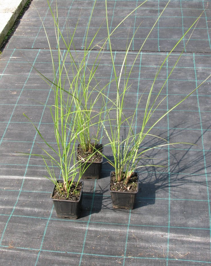 Miscanthus sinensis 'Gracillimus'